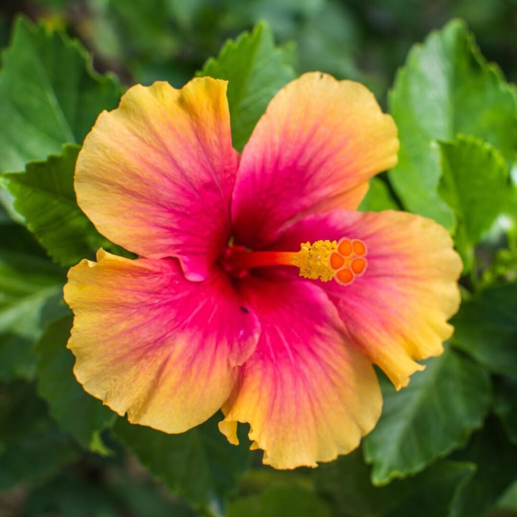 A close-up of a hibiscus flower with yellow and pink petals, surrounded by green leaves.