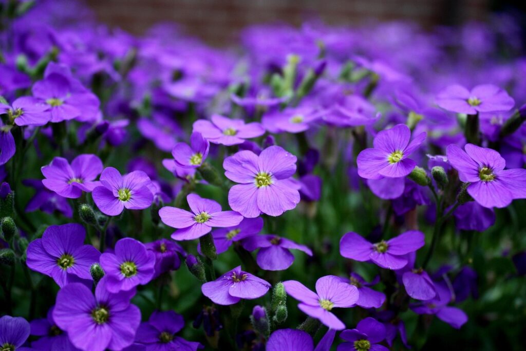 Cluster of vibrant purple flowers with green stems and leaves, photographed outdoors with a softly blurred background.