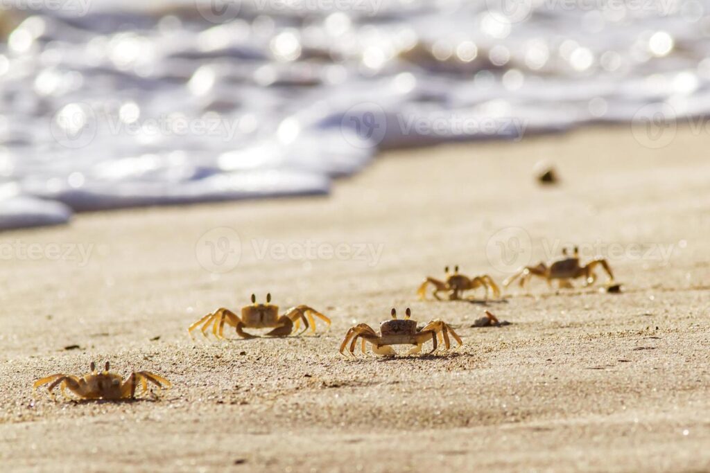 Five small crabs are on sandy beach near the water’s edge, facing the camera with the ocean waves blurred in the background.