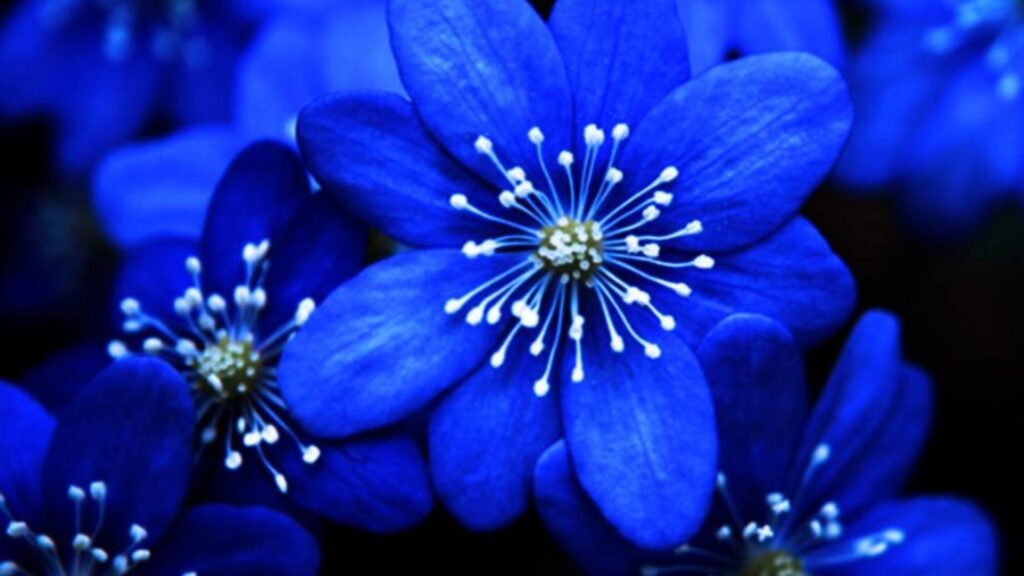 Close-up of vivid blue flowers with five petals each and white stamens, set against a background of more blue flowers.
