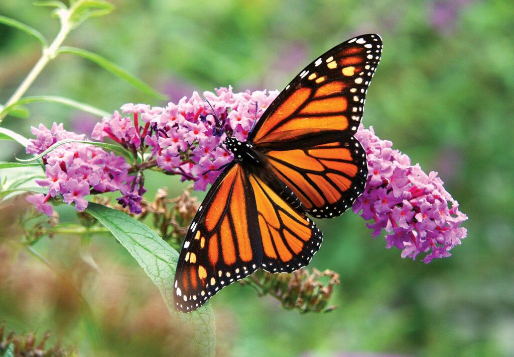 A monarch butterfly with orange and black wings rests on a cluster of pink flowers, with a blurred green and purple background.