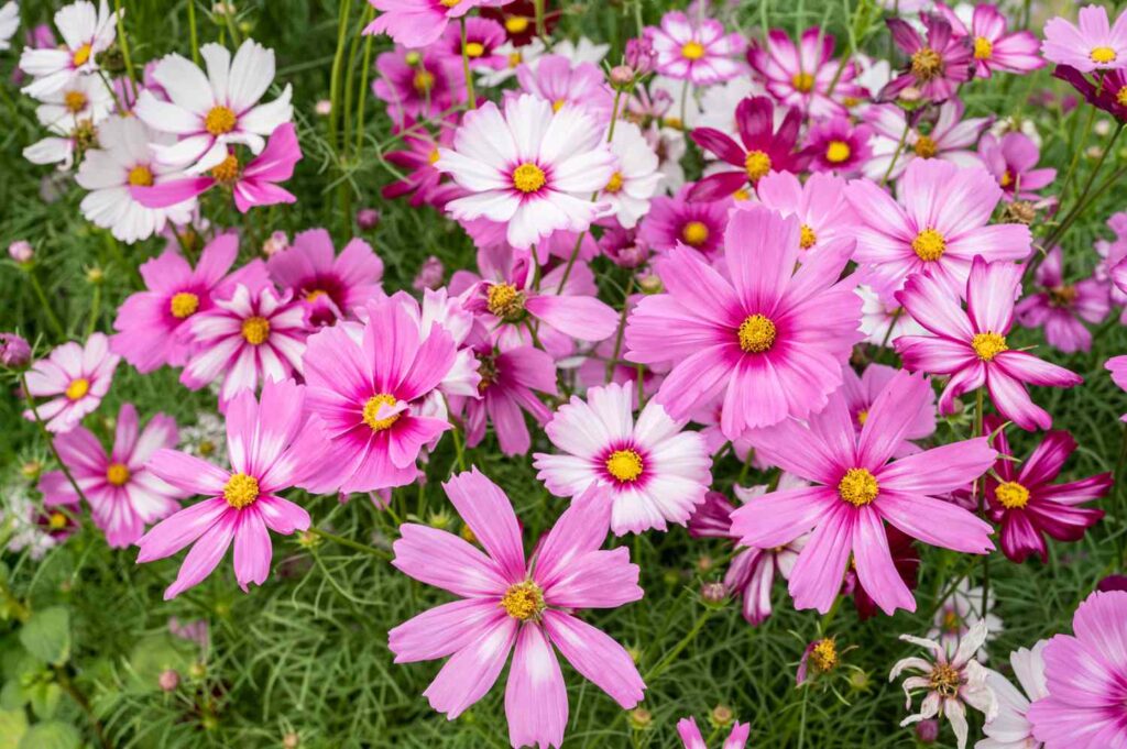 A cluster of pink and white cosmos flowers with yellow centers in a green outdoor garden setting.