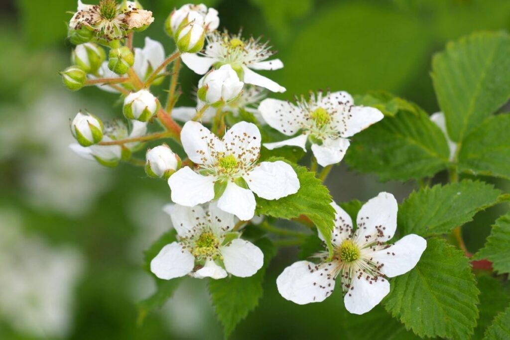Close-up of white blackberry flowers with five petals each, surrounded by green leaves and unopened buds, against a blurred green background.