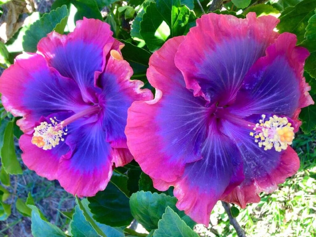 Two large hibiscus flowers with pink and purple petals and yellow-tipped stamens are shown surrounded by green leaves.