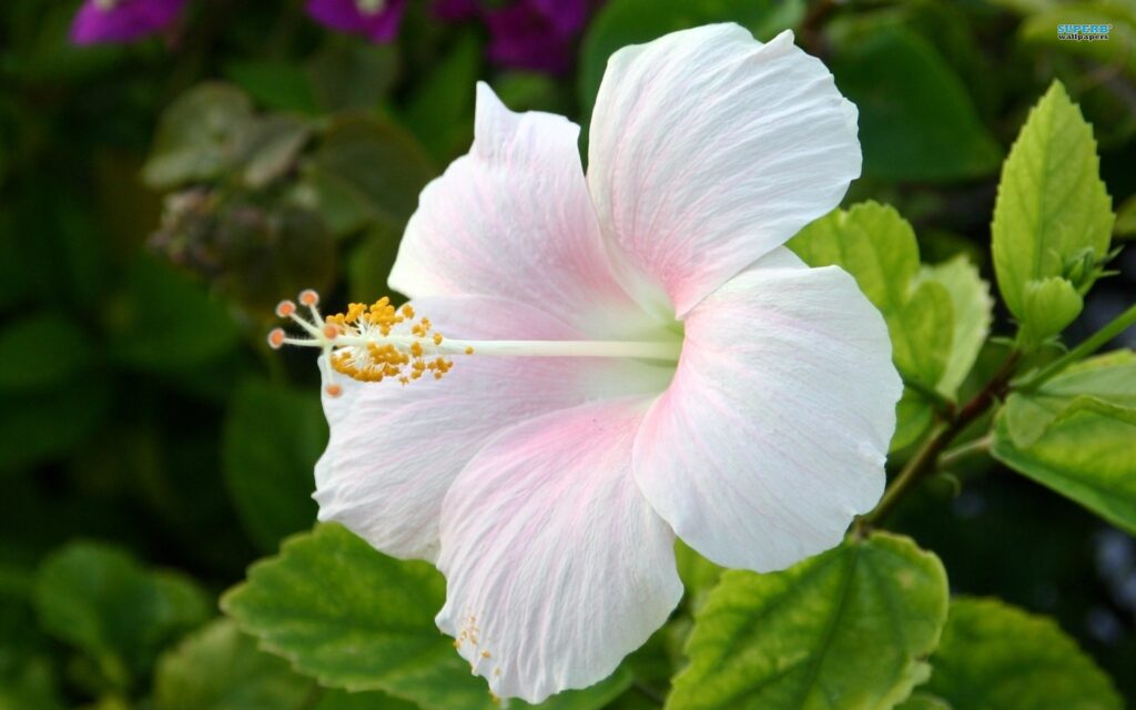 A close-up of a pale pink hibiscus flower with yellow stamens, surrounded by green leaves and blurred foliage in the background.